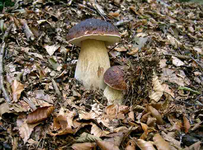  Image name: 06 Porcino.jpg 
 width: 685 pixel 
 height: 509 pixel 
 Size: 41465 bytes 
 Click to enlarge 